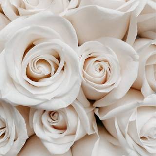 Cream iPhone wallpaper