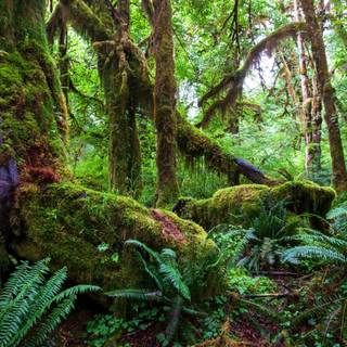 Tropical forest 4k wallpaper