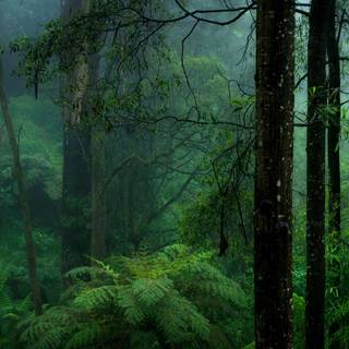 Tropical forest 4k wallpaper