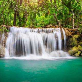 Tropical forest 4k wallpaper