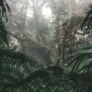 Tropical forest 4k wallpaper