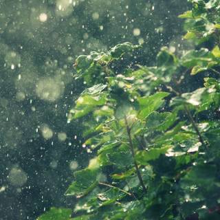 Rainy phone wallpaper