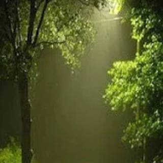 Rainy phone wallpaper