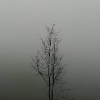 Rainy phone wallpaper