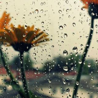 Rainy phone wallpaper