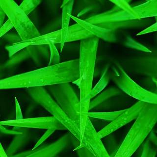 Grass phone wallpaper