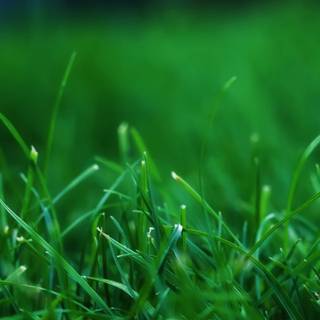 Grass phone wallpaper