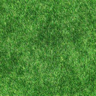 Grass phone wallpaper