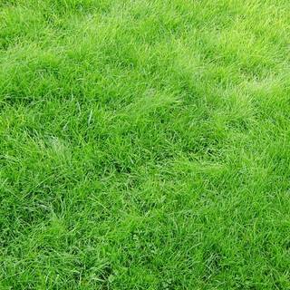 Grass phone wallpaper