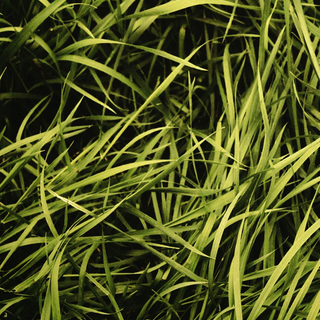Grass phone wallpaper