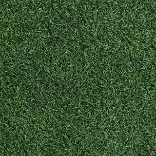 Grass phone wallpaper