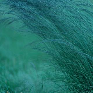 Grass phone wallpaper