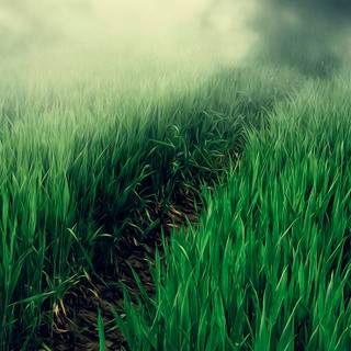 Grass phone wallpaper