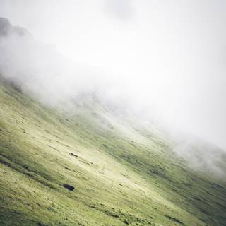 Grass phone wallpaper