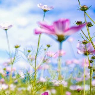 Grass phone wallpaper