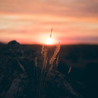 Phone sunrise wallpaper