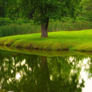 Grass phone wallpaper