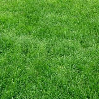 Grass phone wallpaper