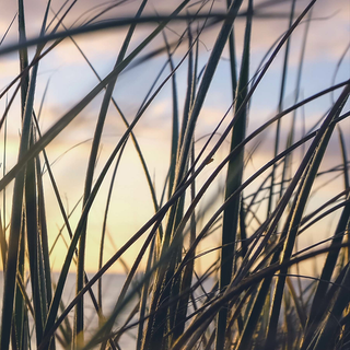 Grass phone wallpaper