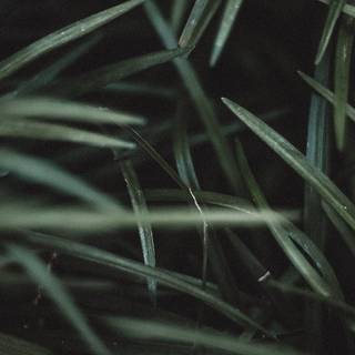 Grass phone wallpaper