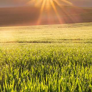 Phone sunrise wallpaper