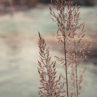 Grass phone wallpaper