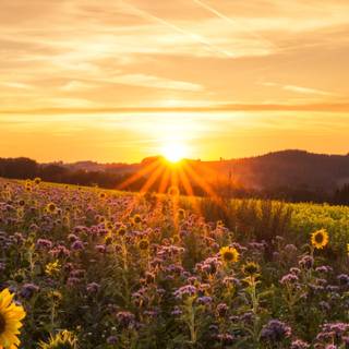 Phone sunrise wallpaper