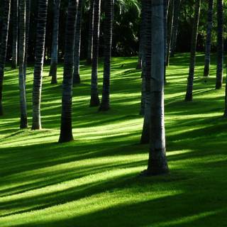 Grass phone wallpaper