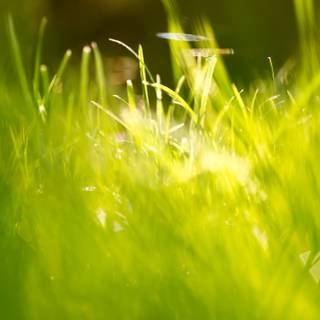 Grass phone wallpaper