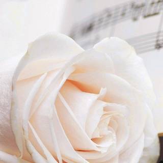 iPhone elegant wallpaper