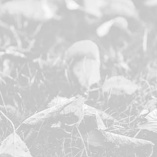 iPhone elegant wallpaper