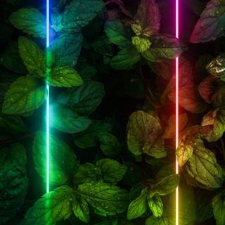 iPhone RGB wallpaper