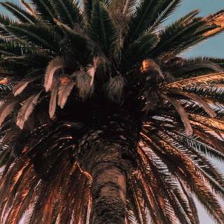 Palm iPhone wallpaper