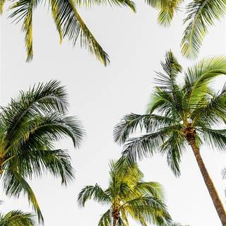 Palm iPhone wallpaper