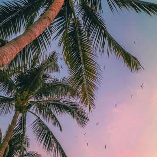 Palm iPhone wallpaper