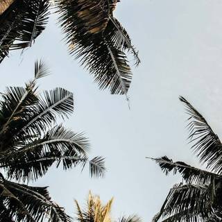 Palm iPhone wallpaper