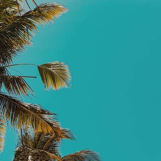 Palm iPhone wallpaper