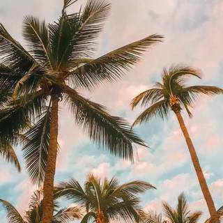 Palm iPhone wallpaper