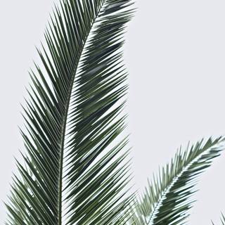 Palm iPhone wallpaper