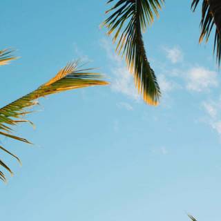 Palm iPhone wallpaper