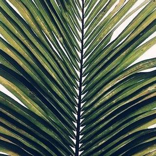 Palm iPhone wallpaper