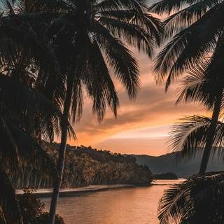 Palm iPhone wallpaper