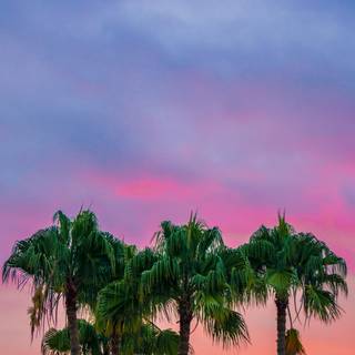 Palm iPhone wallpaper