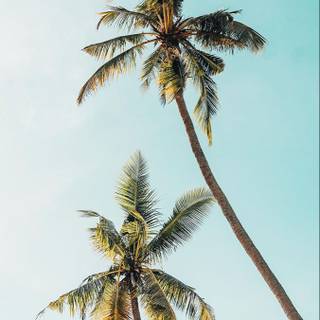 Palm iPhone wallpaper
