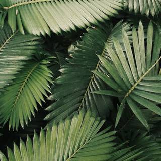 Palm iPhone wallpaper