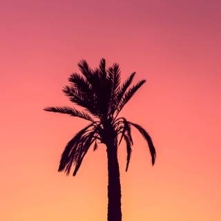 Palm iPhone wallpaper