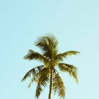 Palm iPhone wallpaper