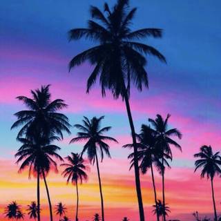 Palm iPhone wallpaper