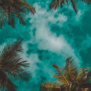 Palm iPhone wallpaper