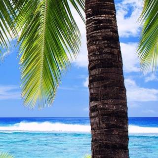 Palm iPhone wallpaper